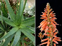Aloe bulbillifera v. paulianae JLcoll.4534
